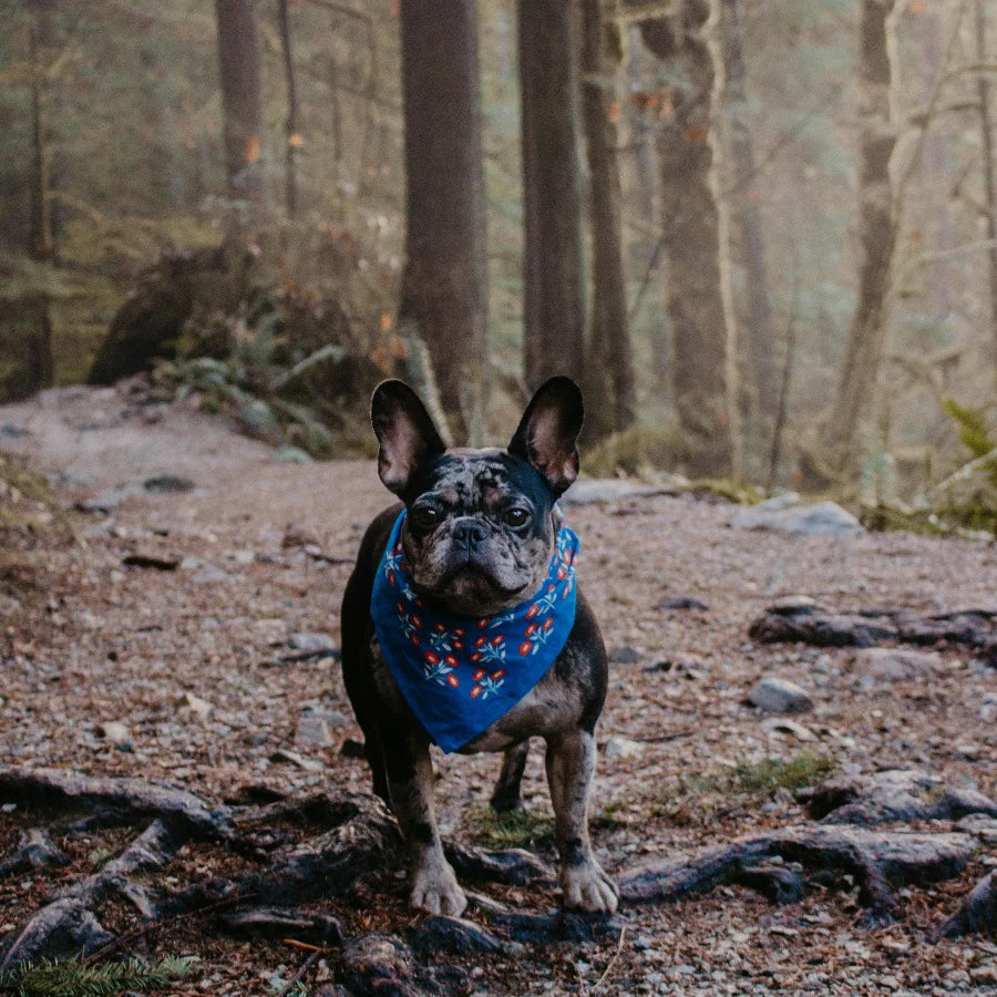 Dog wearing a blue bandana in a forest setting