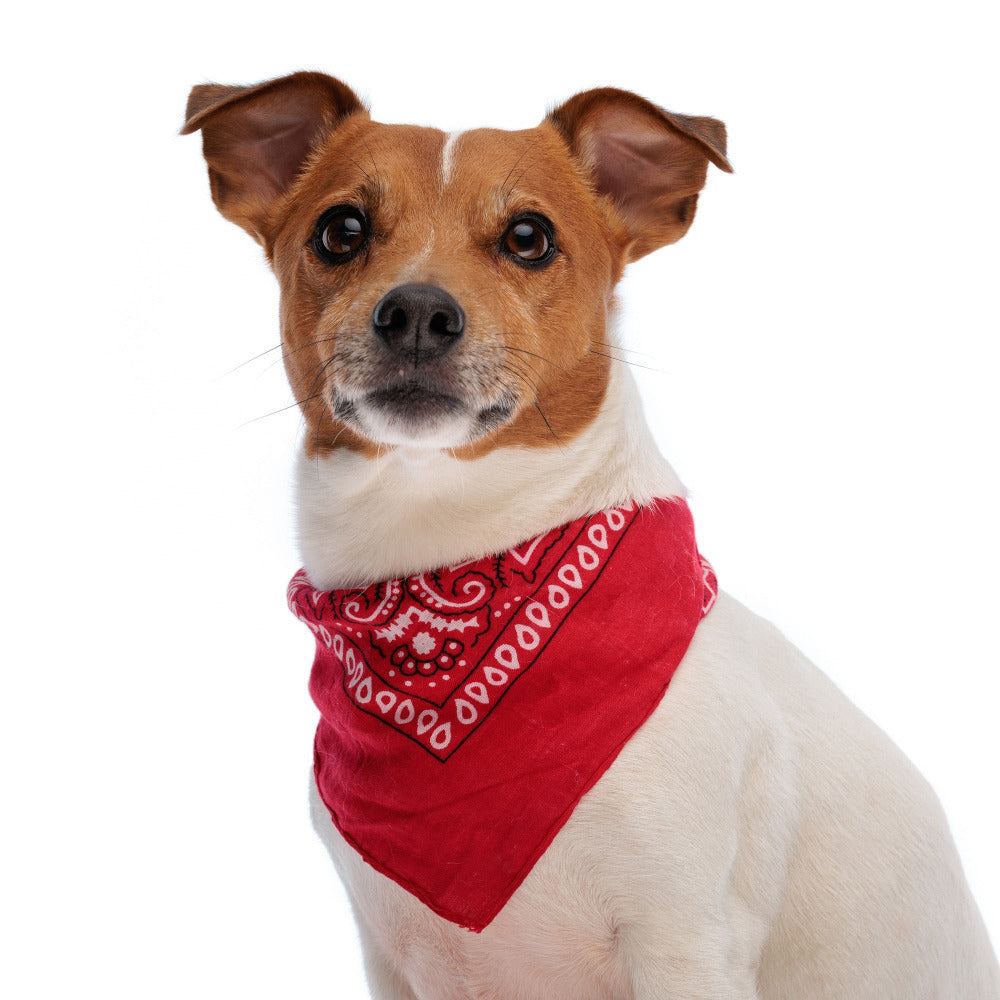 Dog wearing a red bandana on a white background